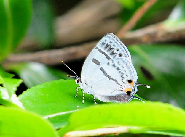 林の中のミズイロオナガシジミ