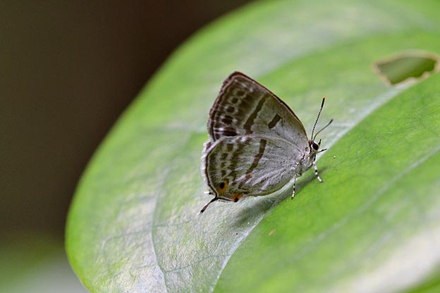 サルトリイバラの上のミズイロオナガシジミ