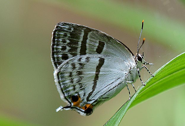 ミズイロオナガシジミの写真