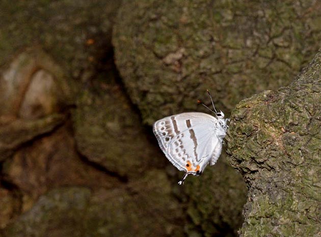 アラカシの幹にとまるミズイロオナガシジミ