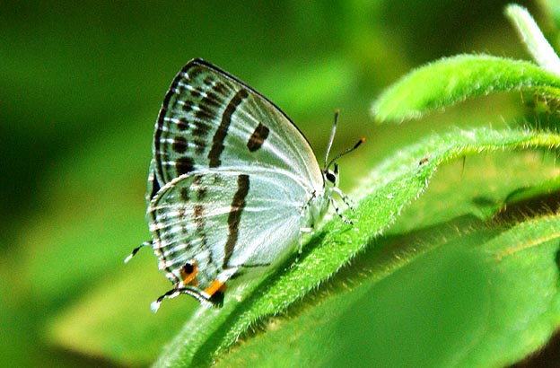 ミズイロオナガシジミの写真