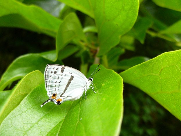 カキの葉の上のミズイロオナガシジミ
