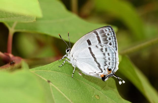 ミズイロオナガシジミの写真