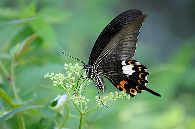 ヤブガラシで吸蜜中のモンキアゲハ