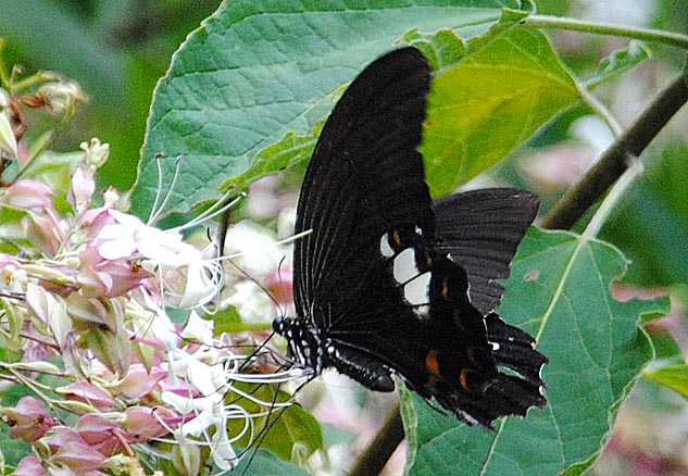 尾状突起がなくなったモンキアゲハ