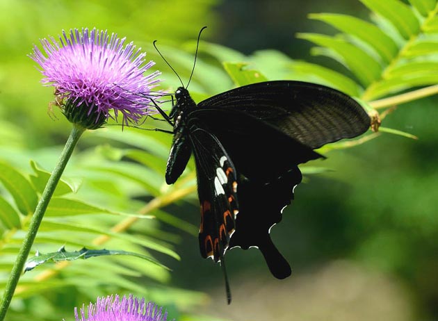 ノアザミに来たモンキアゲハ