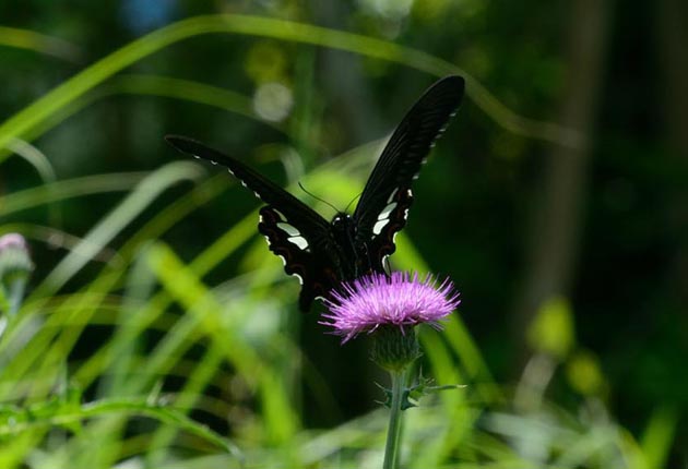 ノアザミに来たモンキアゲハ