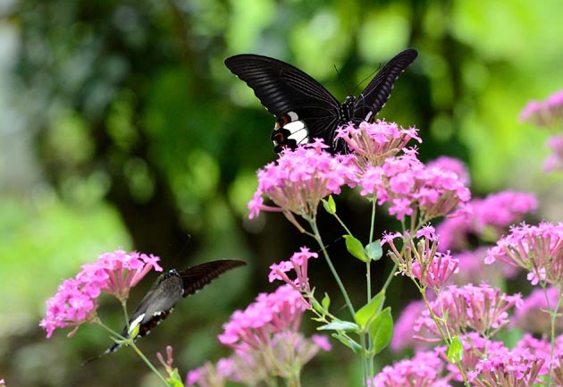 ムシトリナデシコで吸蜜するモンキアゲハ