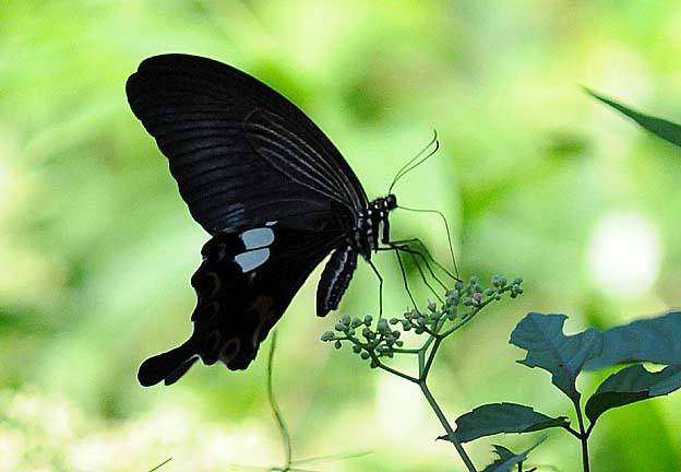 モンキアゲハの写真