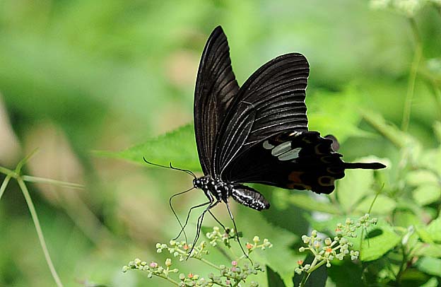 ヤブガラシで吸蜜するモンキアゲハ