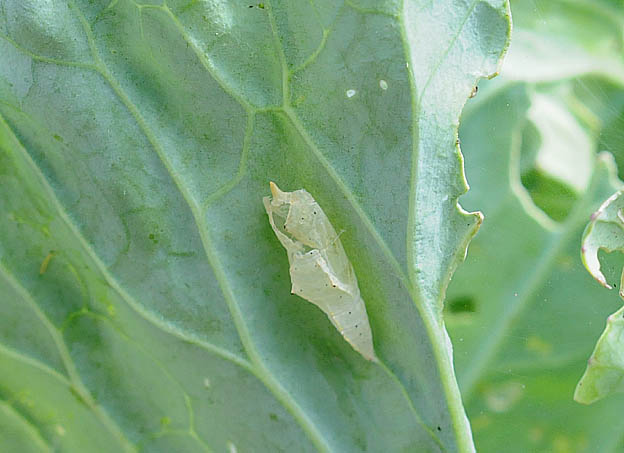 モンシロチョウの蛹の殻