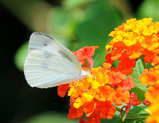 ランタナで吸蜜するモンシロチョウ