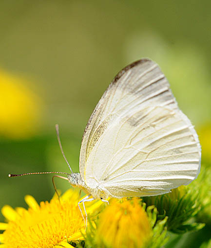 モンシロチョウの写真