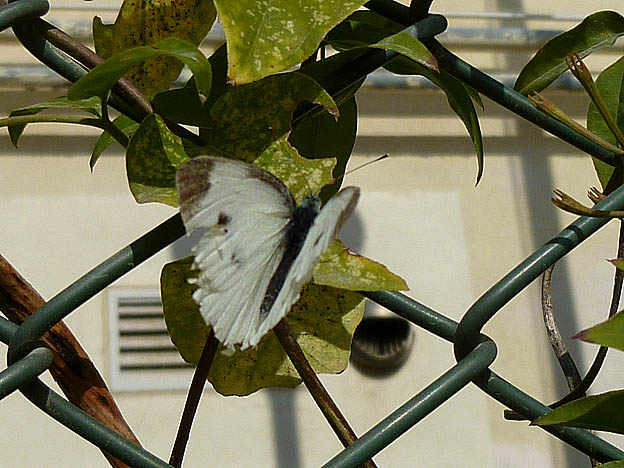 12月のモンシロチョウ成虫