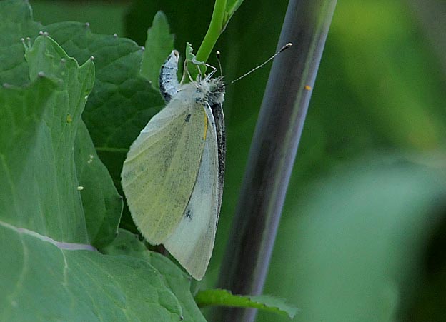 セイヨウカラシナに産卵するモンシロチョウ