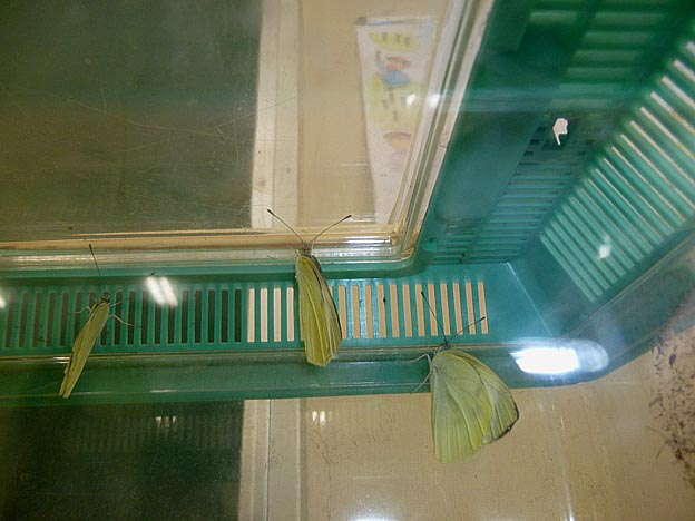 羽化したモンシロチョウ