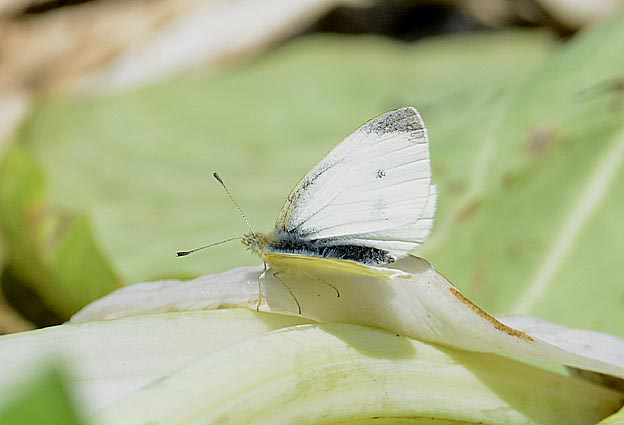 羽化後日数のたっていないモンシロチョウ