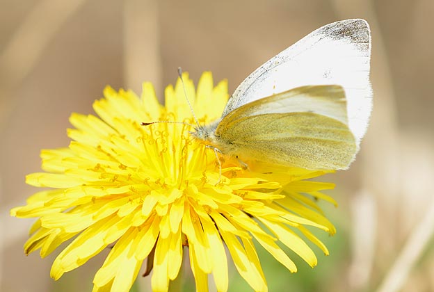 タンポポに来たモンシロチョウ