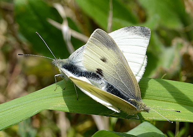 モンシロチョウの交尾