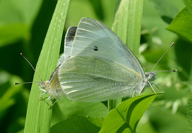 モンシロチョウの交尾