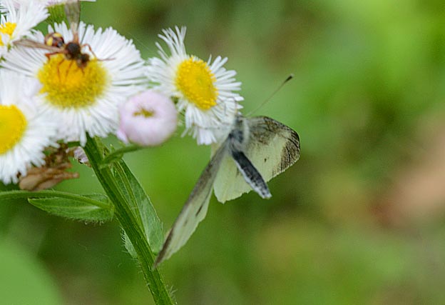 交尾を拒否するモンシロチョウ
