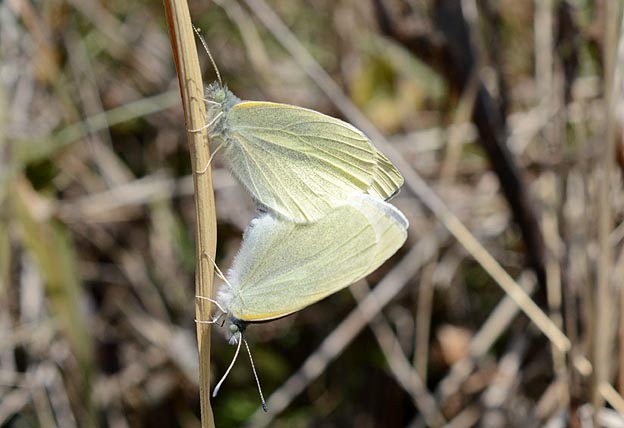 モンシロチョウの交尾
