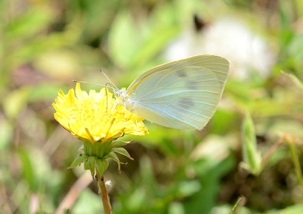 タンポポで吸蜜するモンシロチョウ