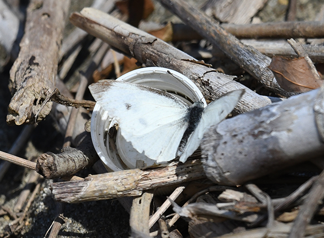 冬1月に成虫が見られたモンシロチョウの写真