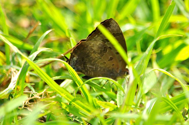 ムラサキツバメの写真