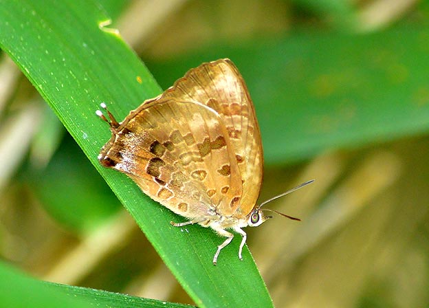 ムラサキツバメの写真