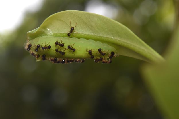 ムラサキツバメシジミ終齢幼虫の写真