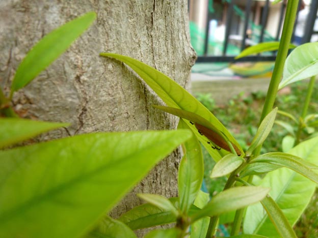 ムラサキツバメの見られるマテバシイのある環境の写真