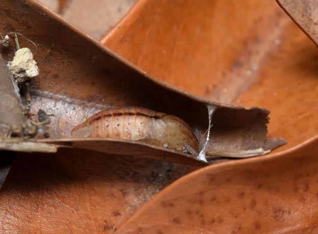 ムラサキツバメの蛹の写真