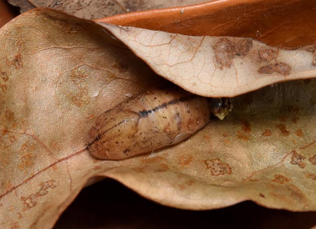 ムラサキツバメの蛹の写真