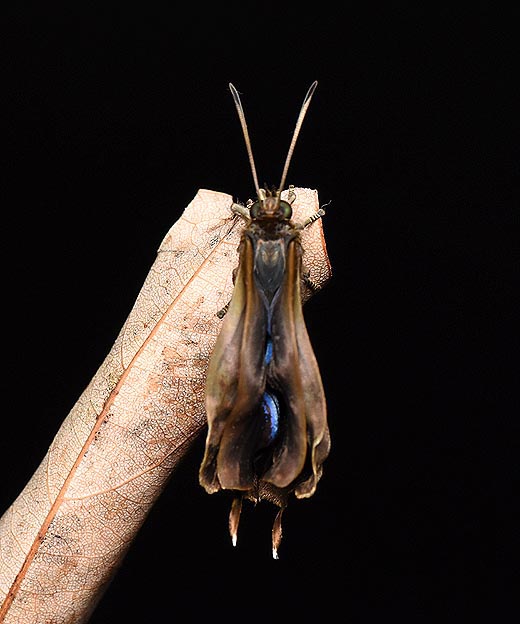 ムラサキツバメの羽化の写真