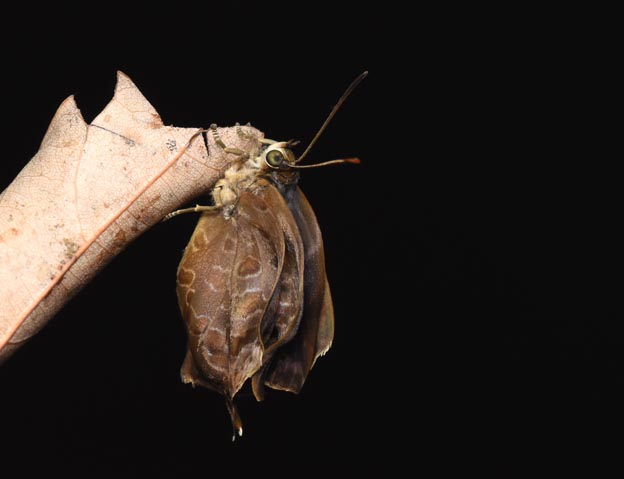 ムラサキツバメの羽化の写真