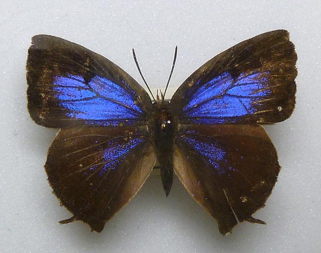 ムラサキツバメの写真