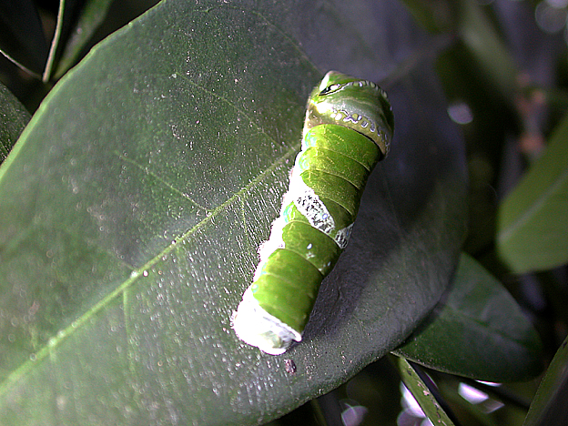 ナガサキアゲハの終齢幼虫