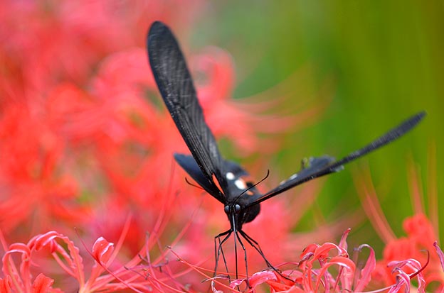 ヒガンバナに来たナガサキアゲハ