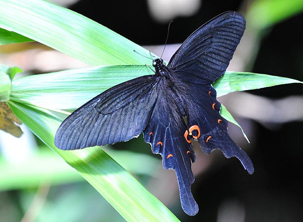 オナガアゲハの写真