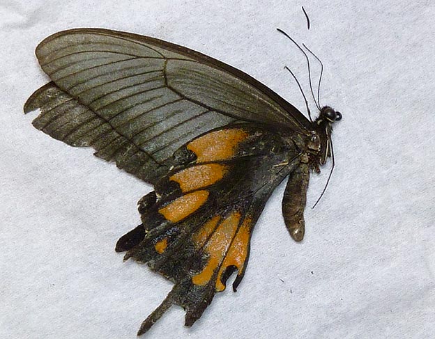 赤紋が発達したオナガアゲハ