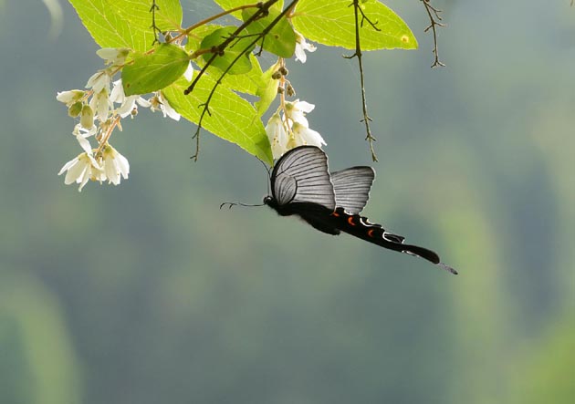 ウツギで吸蜜するオナガアゲハ