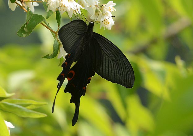 ウツギで吸蜜するオナガアゲハ