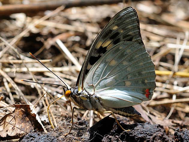 汚物の上のオオムラサキ
