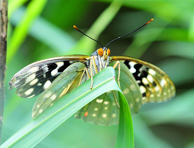 羽化不良のオオムラサキ