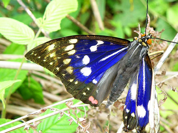 羽化不良のオオムラサキ