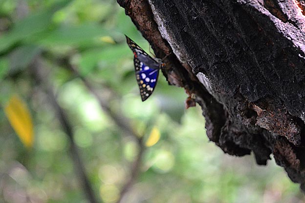 クヌギに来たオオムラサキ