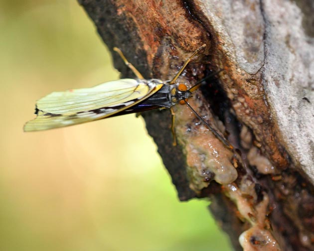樹液を吸うオオムラサキ