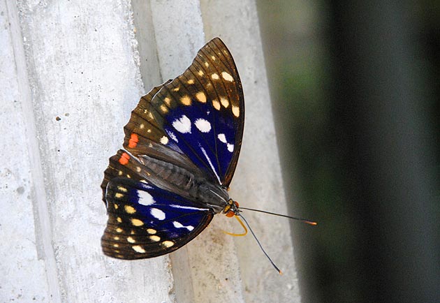 コンクリート柱にとまるオオムラサキ