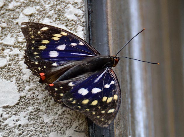 小屋にとまったオオムラサキ